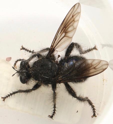 Andrenosoma atrum